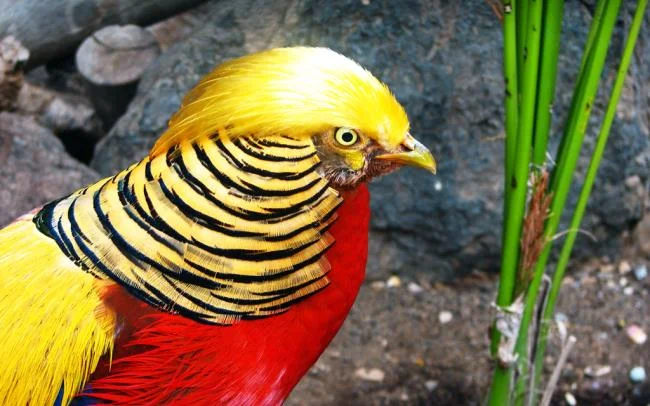 Golden pheasant image - Top most beautiful birds in the world