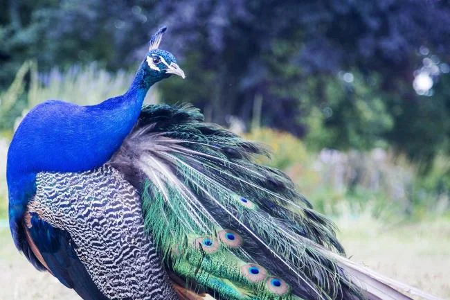 Peacock pictures - Top most beautiful birds in the world