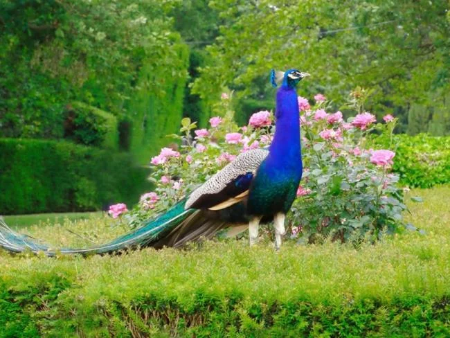 Peacock pictures - Top most beautiful birds in the world