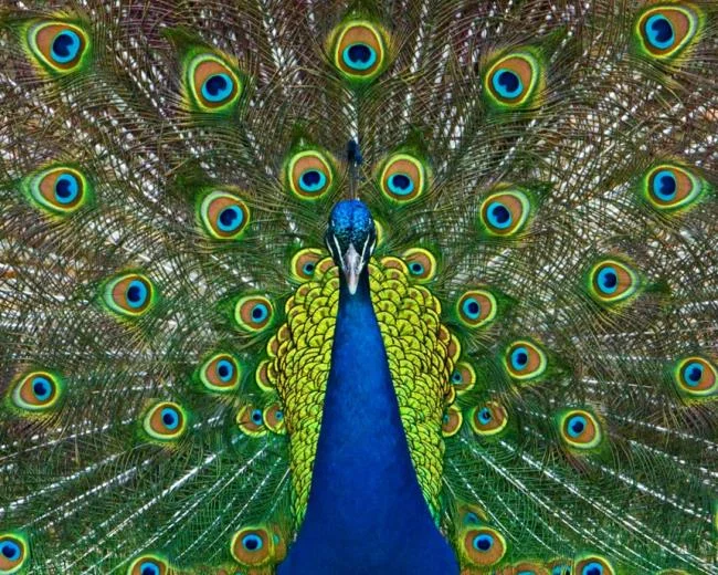 Peacock pictures - Top most beautiful birds in the world