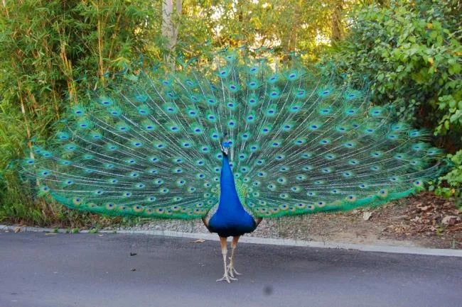 Peacock pictures - Top most beautiful birds in the world