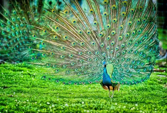 Peacock pictures - Top most beautiful birds in the world