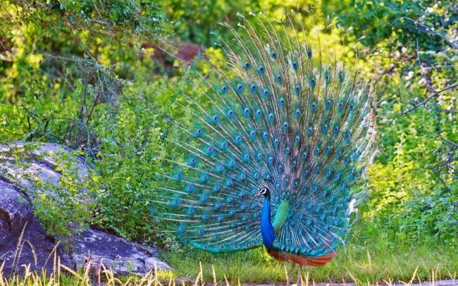 Peacock pictures - Top most beautiful birds in the world