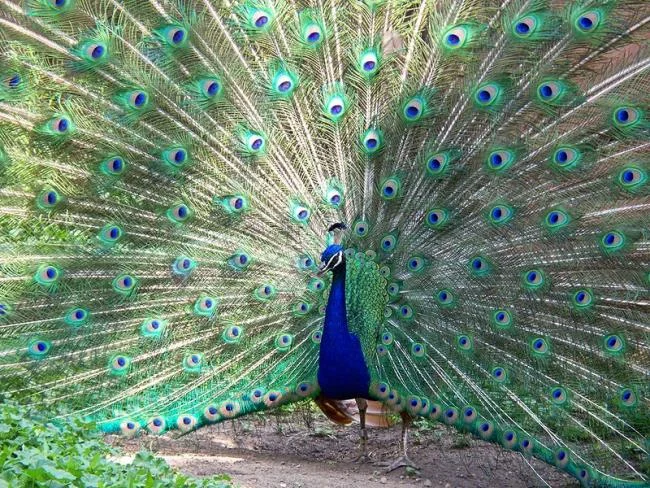 Peacock pictures - Top most beautiful birds in the world