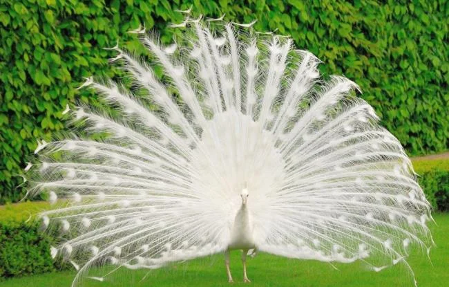 Peacock pictures - Top most beautiful birds in the world