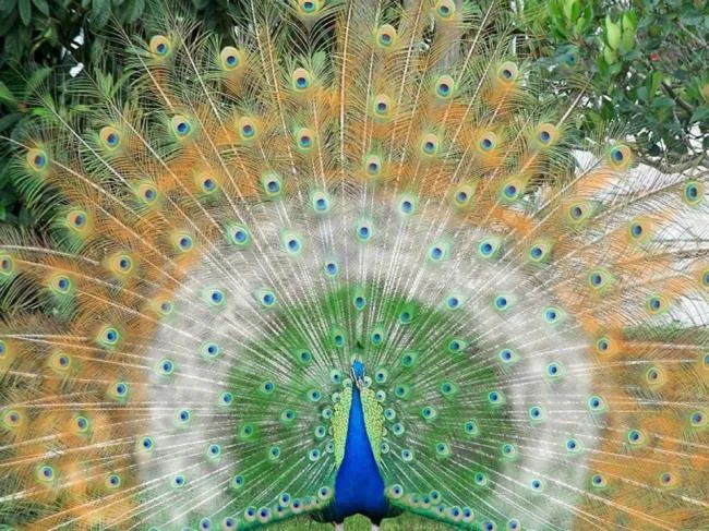 Peacock pictures - Top most beautiful birds in the world