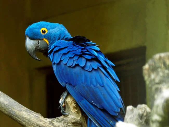 Photos Macawoo Hyacinth Macaw - Top most beautiful birds in the world