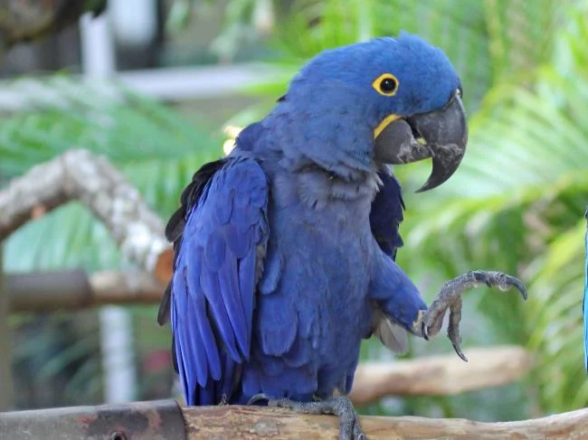 Photos Macawoo Hyacinth Macaw - Top most beautiful birds in the world