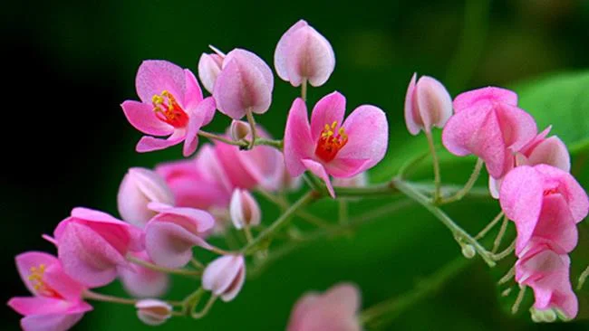 Fotos de hermosas flores de tigón rosa