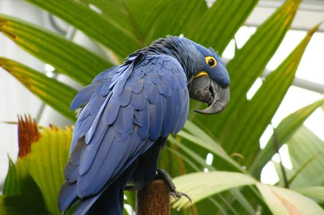 Photos Macawoo Hyacinth Macaw - Top most beautiful birds in the world