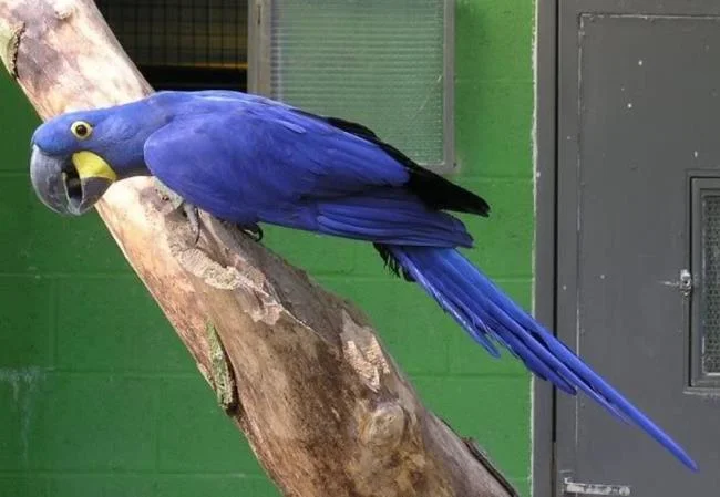 Photos Macawoo Hyacinth Macaw - Top most beautiful birds in the world