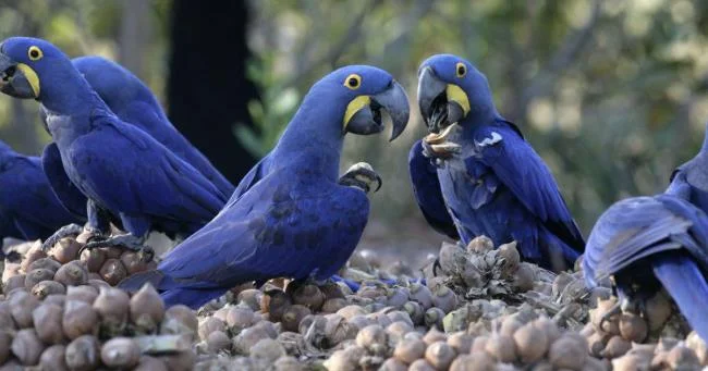 Photos Macawoo Hyacinth Macaw - Top most beautiful birds in the world