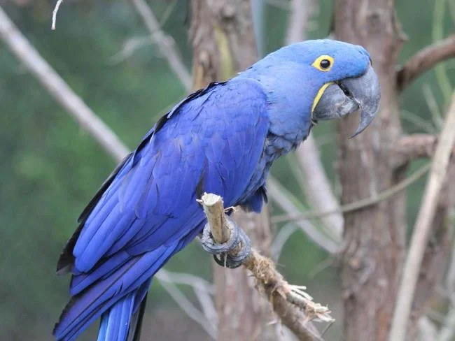 Photos Macawoo Hyacinth Macaw - Top most beautiful birds in the world