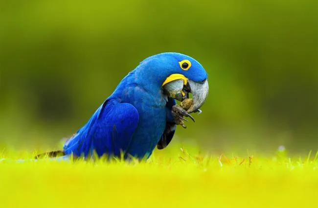 Photos Macawoo Hyacinth Macaw - Top most beautiful birds in the world
