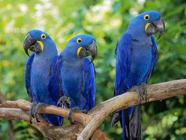 Photos Macawoo Hyacinth Macaw - Top most beautiful birds in the world