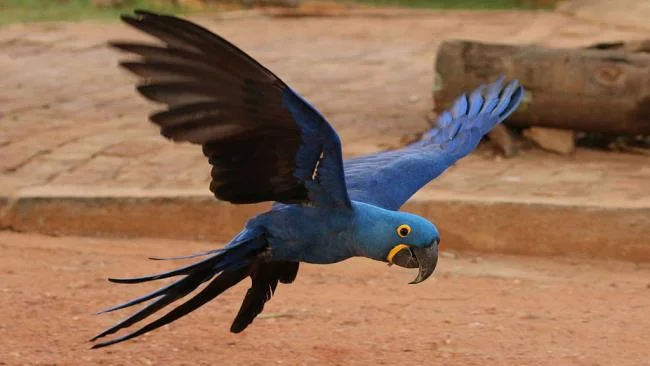 Photos Macawoo Hyacinth Macaw - Top most beautiful birds in the world
