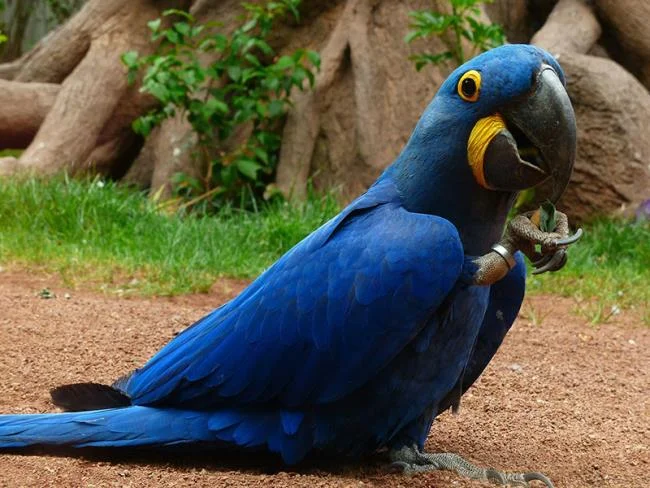 Photos Macawoo Hyacinth Macaw - Top most beautiful birds in the world