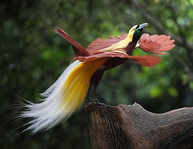 Images of birds of the blue sky - Top most beautiful birds in the world