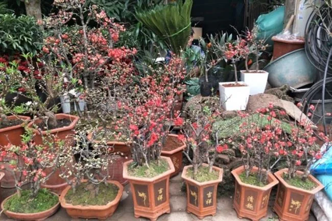 Ringkasan bunga aprikot merah yang paling indah