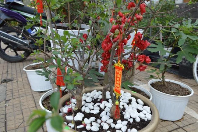 Ringkasan bunga aprikot merah yang paling indah