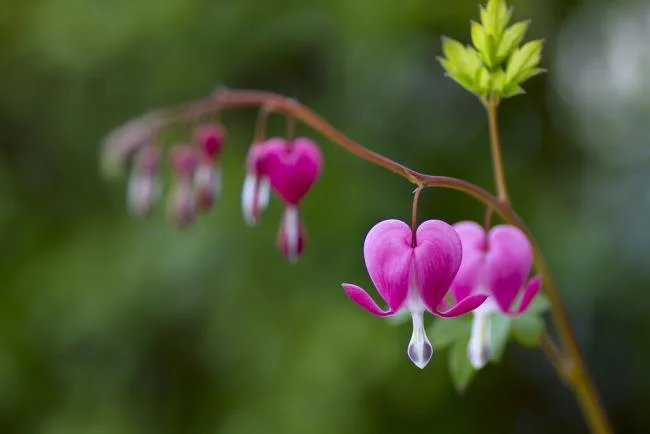 Fotos de hermosas flores de tigón rosa