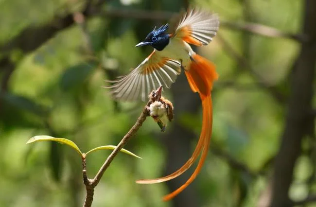 Images of birds of the blue sky - Top most beautiful birds in the world