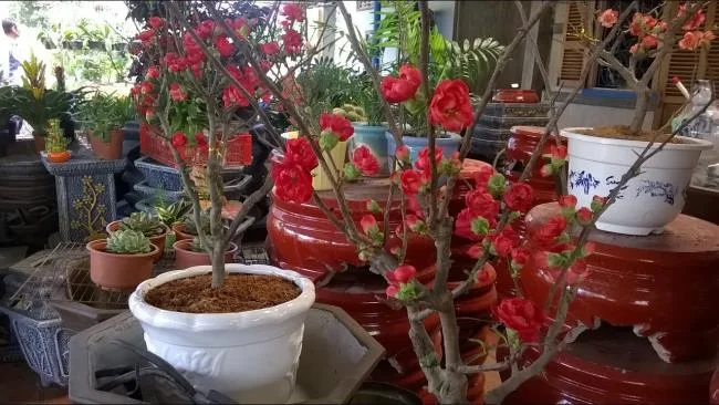 Ringkasan bunga aprikot merah yang paling indah