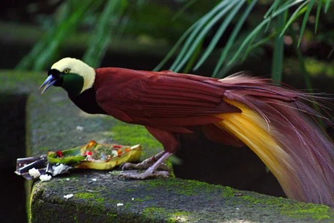 Images of birds of the blue sky - Top most beautiful birds in the world