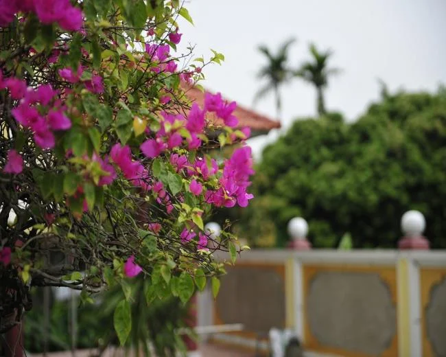 Fotos de hermosas flores de tigón rosa