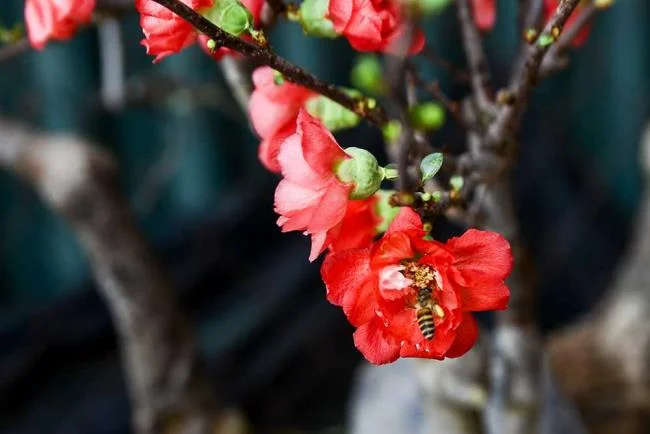 Ringkasan bunga aprikot merah yang paling indah