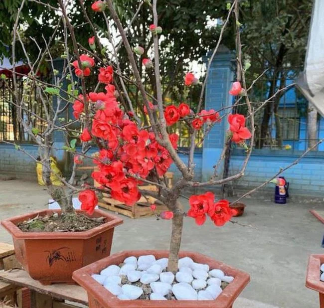 Ringkasan bunga aprikot merah yang paling indah