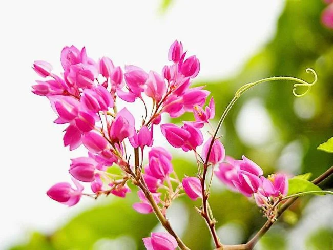 Fotos de hermosas flores de tigón rosa