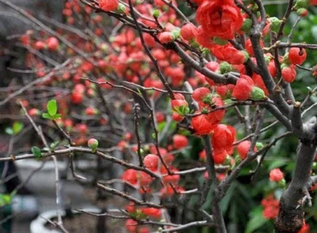 Ringkasan bunga aprikot merah yang paling indah