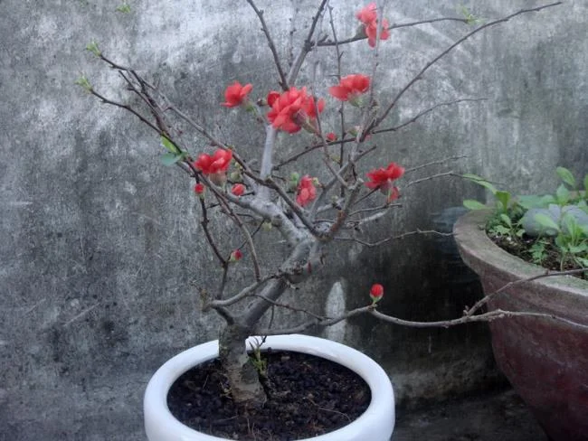 Ringkasan bunga aprikot merah yang paling indah