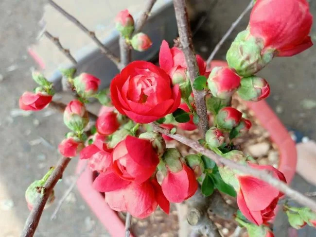 Ringkasan bunga aprikot merah yang paling indah