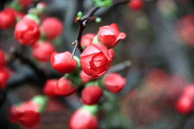 Ringkasan bunga aprikot merah yang paling indah