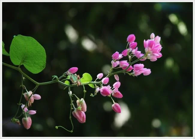 Fotos de hermosas flores de tigón rosa