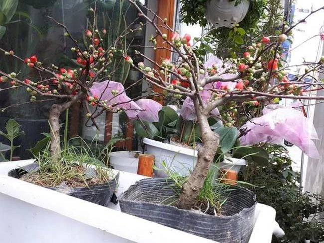 Ringkasan bunga aprikot merah yang paling indah