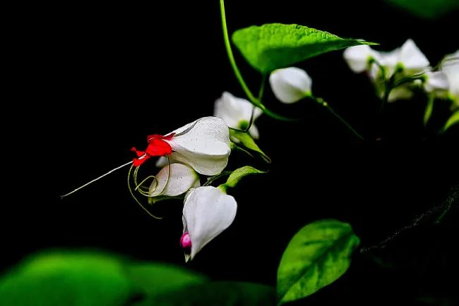Fotos de hermosas flores de tigon blanco 