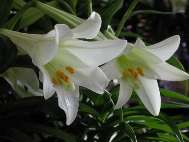 Le immagini dei gigli hanno molti significati diversi