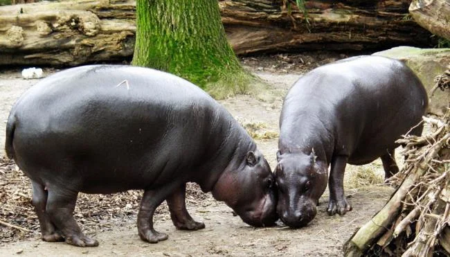 Ringkasan gambar hippo yang paling indah