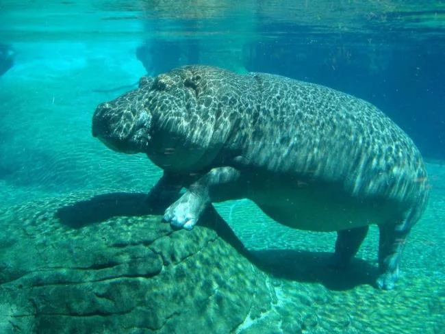 Ringkasan gambar hippo yang paling indah