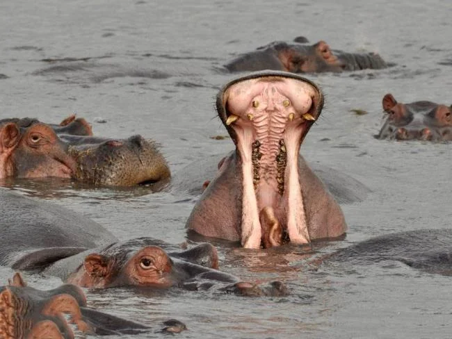 Ringkasan gambar hippo yang paling indah