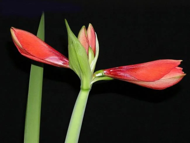 Foto di bellissimi gigli rossi 