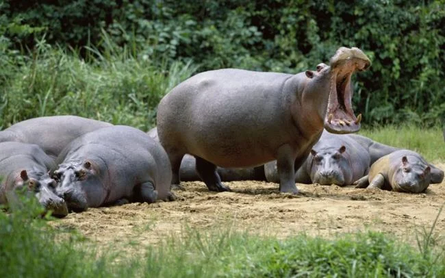 Ringkasan gambar hippo yang paling indah