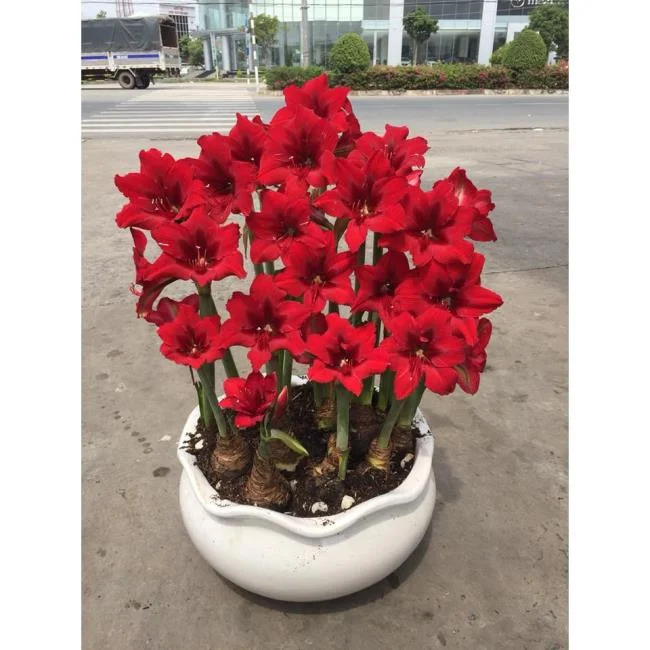 Foto di bellissimi gigli rossi 