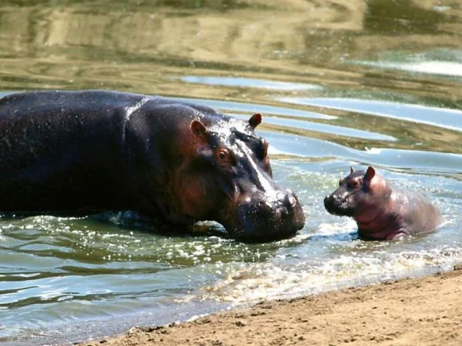 Ringkasan gambar hippo yang paling indah