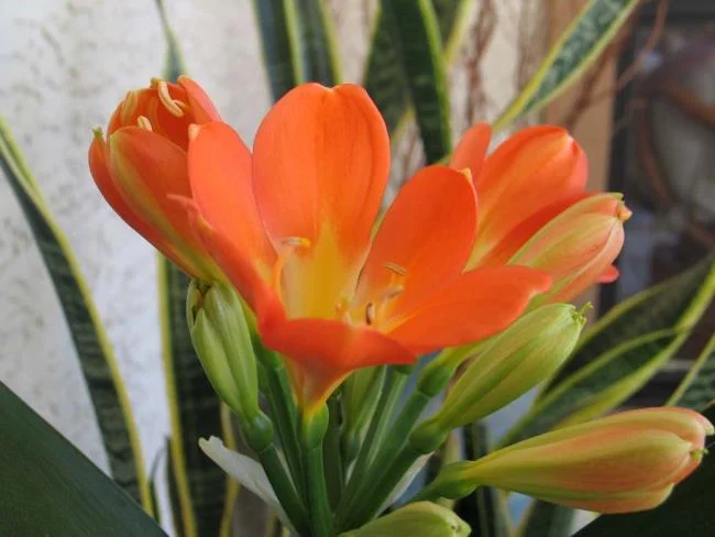 Foto di bellissimi gigli rossi 