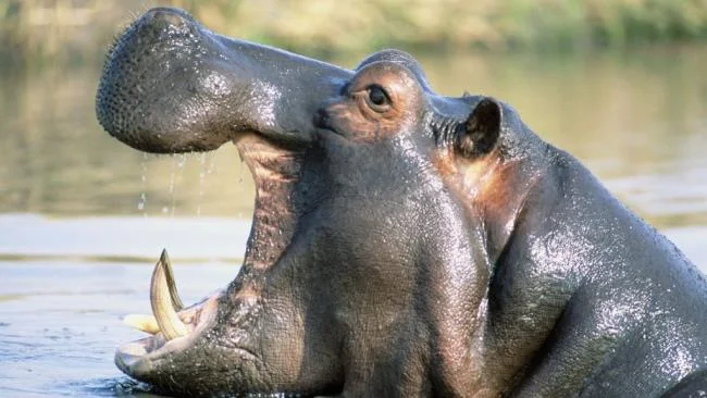 Ringkasan gambar hippo yang paling indah