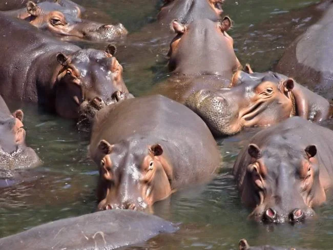 Ringkasan gambar hippo yang paling indah